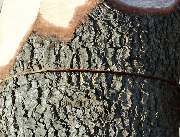 Tronc d’arbre élagué à la tronçonneuse, écorce et coupe nette